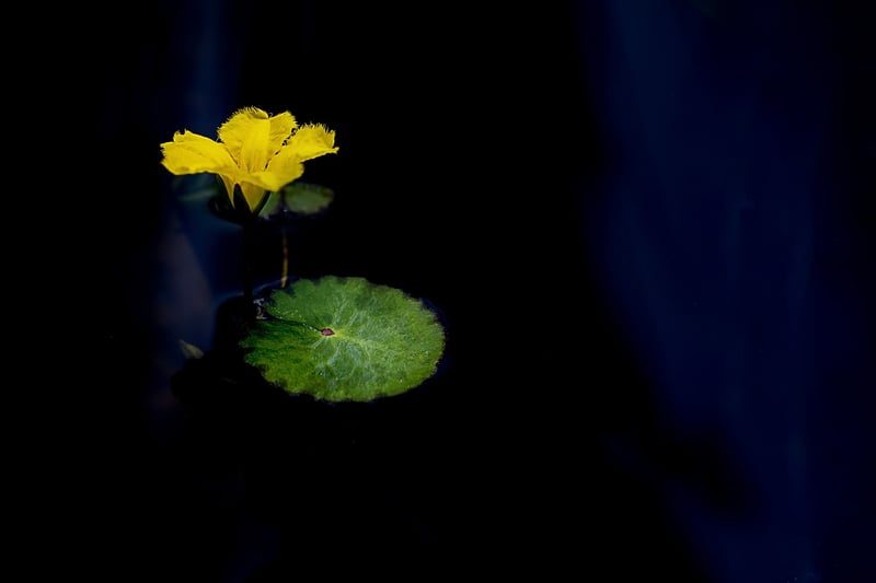 Breathwork
